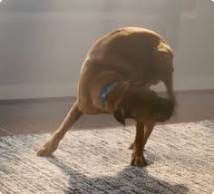 I stopped apoquel, but continued with the benadryl. Apoquel Zoetis Petcare Zoetis Petcare