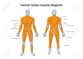 In the diagrams below, i'll be showing muscle groups in color, with a black line to show the forms that would show through the skin (i also show protruding bones that would do the then cover it instead with a thick bathing towel. Human Body Muscles Diagram In Full Length Front And Back Side Royalty Free Cliparts Vectors And Stock Illustration Image 128050616