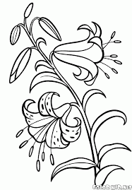 Print the high quality pdf version. Coloring Page Lily