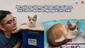 Cara merawat kucing flu, selsema, hidung berair, berhingus. Bukan Demam Biasa Choco Derita Fip Kitafund
