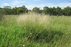 Image result for Eragrostis curvula