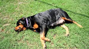 Zena Rottweiler 8 Week Pregnancy 2012 Youtube