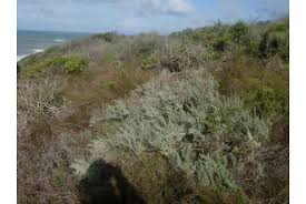 Image result for Eriocephalus ambiguus