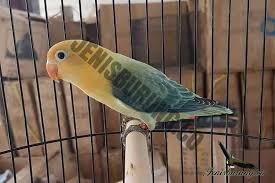 Parblue standar pastel parblue sable head lovebird parblue merupakan jenis lovebird langka dan nilai jualnya tentu diatas jenis lovebird. Jenis Mutasi Lovebird Biola Dan Harga Lovebird Biola Pinhome
