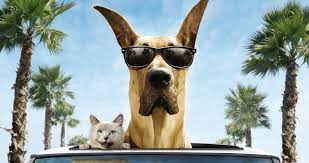 Cat And Dog Funny 4k Ultra Hd Wallpaper Funny Animal Videos Funny Animals Funny Dogs