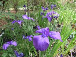 Check spelling or type a new query. Exotic Bulbs Irises Sa Bulb Company