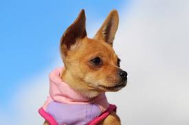 Can any owner of this breed provide me with some information as to temperament, behavioral traits, size, life expectancy, etc? Jack Russell Chihuahua Mix Is This Tenacious Terrier The Dog For You Perfect Dog Breeds