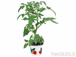 Un figlio dei fiori non pensa al domani. Fiori Lidl Lidl Volantinolidl It Le Ultime Offerte Lidl