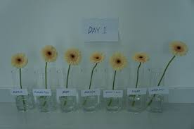 Maybe you would like to learn more about one of these? The Flowerful Project How To Make Flowers Last Longer
