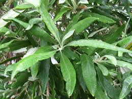Image result for Buddleja saligna