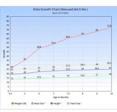 height growth chart page 60 german shepherd dog forums