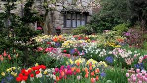 Variedades De Tulipanes Definition from wiktionary, the free dictionary. variedades de tulipanes