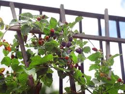 How To Grow Blackberries In Containers Growing Blackberries Blackberry Plants Growing Raspberries