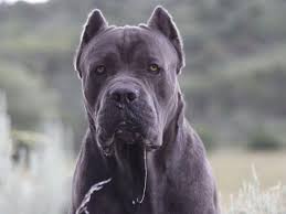 All of our cane corso puppies for sale are raised on a high quality dog food diet with organic meats and goats milk along with multiple supplements to help. Castleguard Cane Corso Puppies For Sale