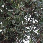 Image result for Ficus stuhlmannii