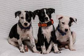 Maybe you would like to learn more about one of these? Max And Neo Donation News Page 8 Max And Neo