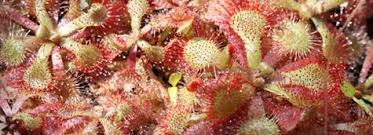 Image result for Drosera dielsiana