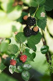 Image result for Rubus sp.