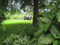 Grow A Lush Shade Garden With Hostas - This Old House