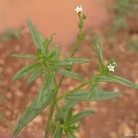 Image result for Heliotropium zeylanicum