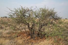 Image result for Acacia hebeclada