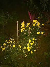 Yellow flowers names in tamil. File Yellow Flowers Commonly Known As Samanthi In Tamil Jpg Wikimedia Commons