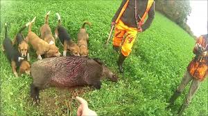 We did not find results for: Chasse Aux Sangliers Sanglier De 110 Kg Au Ferme 2018 2019 Youtube