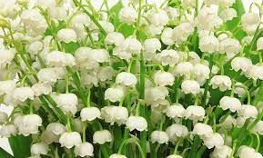 Lilly Of The Valley Flower Bulbs Groupon Goods