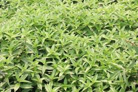 Image result for Pouzolzia