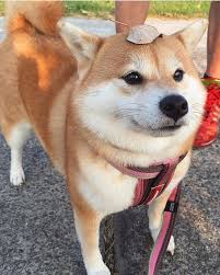 Good Boye Has Caught Leaf Is Good Boye Cute Dogs Shiba Inu Cute Animals