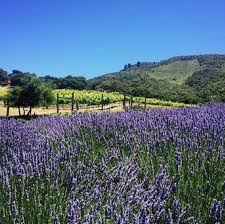 Book carmel valley lodge, carmel valley on tripadvisor: Exploring The 500 Acre Playground At Carmel Valley Ranch Edible Monterey Bay