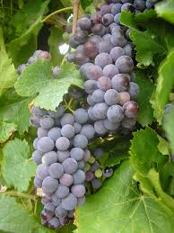 Image result for Vitis vinifera