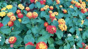 Image result for Lantana camara