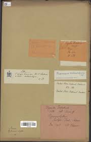 Image result for Crepidomanes inopinatum