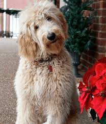 Entdecke rezepte, einrichtungsideen, stilinterpretationen und andere ideen zum ausprobieren. Goldendoodle Color Change Novocom Top