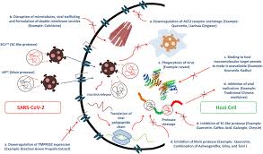 Maybe you would like to learn more about one of these? Frontiers Traditional Herbal Medicines Bioactive Metabolites And Plant Products Against Covid 19 Update On Clinical Trials And Mechanism Of Actions Pharmacology