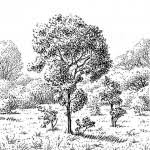 Image result for Faurea wentzeliana