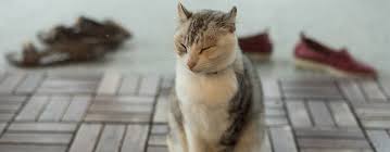 Give him one diet based on dry and wet food, in addition to low salt. Kidney Stones In Cats Causes And Symptoms Pet Side