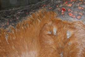 Rain Scald Prevention And Treatment Everything Horse