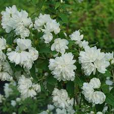 Check spelling or type a new query. Illuminati Arch Philadelphus Wholesale Liners Spring Meadow Nursery