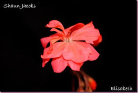 Pelargonium oasen.: Shaun Jacobs