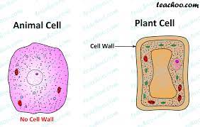 What features are possessed by both plant cells and animal cells ? Important Points Of Cell Wall Chapter 8 Class 8 Cells Notes