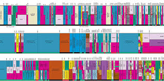 Portion Of Frequency Allo Chart Vumc Reporter Vanderbilt