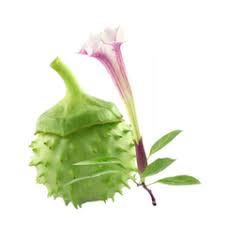 Image result for durman obecný plod