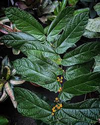 Image result for Ficus fischeri