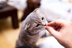 kak obuchit kota komandam cat behavior funny cat memes cat training
