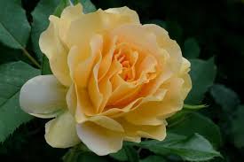 In fact, it's the national plant of the philippines and one of the three national plants of indonesia! 10 Intensely Fragrant Roses To Plant In Your Garden The Mysterious World