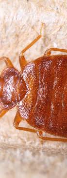 Exterminating and pest control services (561710). Bed Bug Treatment In Seattle Area Dominion Pest Control