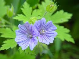 Image result for Geranium bohemicum Orhcid Blue