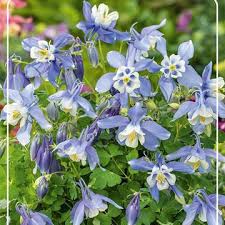 Image result for Aquilegia flabellata ministar